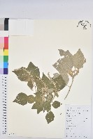 白背葉藏品圖，第1張