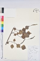 烏臼藏品圖，第1張