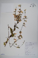 杏葉沙參藏品圖，第1張