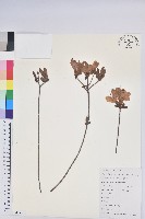 唐杜鵑、大屯杜鵑、中原氏杜鵑藏品圖，第1張