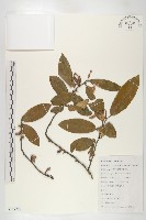 宜昌胡頹子藏品圖，第1張