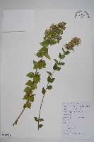 臺灣糯米條藏品圖，第1張