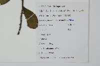 鼠李冬青、滿樹星藏品圖，第2張