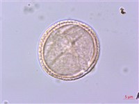 灰背清風藤藏品圖，第1張