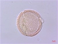 灰背清風藤藏品圖，第2張