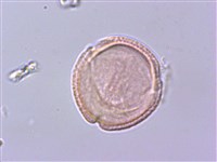 灰背清風藤藏品圖，第3張