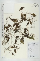 雪膽藏品圖，第1張