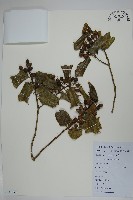 枸骨藏品圖，第1張