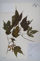 毛果槭藏品圖，第1張