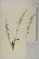 角菜、珍珠菜藏品圖，第1張