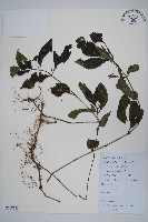 杜根藤藏品圖，第1張