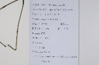 杜根藤藏品圖，第2張