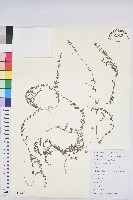 地錦藏品圖，第1張