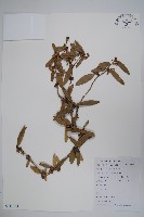 濠豬刺藏品圖，第1張