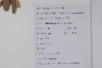 濠豬刺藏品圖，第2張