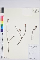 齒緣吊鐘花藏品圖，第1張