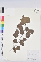 烏臼藏品圖，第1張