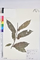 茅栗藏品圖，第1張