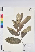 板栗藏品圖，第1張