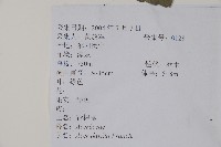 青榨槭藏品圖，第2張