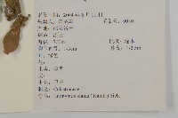 衛矛藏品圖，第2張