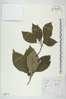 燈臺樹藏品圖，第1張