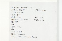 燈臺樹藏品圖，第2張