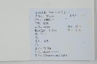 鼠李冬青、滿樹星藏品圖，第2張