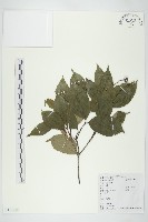 阿里山珍珠蓮藏品圖，第1張
