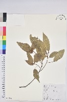 粗糠柴藏品圖，第1張