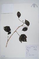 三葉五加、三加皮藏品圖，第1張