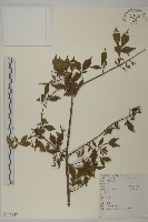 衛矛藏品圖，第1張