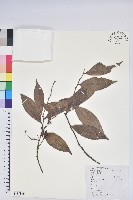 黃背越橘藏品圖，第1張