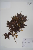 五裂槭藏品圖，第1張