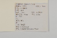 南蛇藤藏品圖，第2張