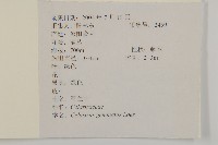 哥蘭葉藏品圖，第2張