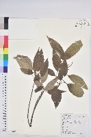 粗糠柴藏品圖，第1張