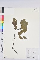 白臼藏品圖，第1張