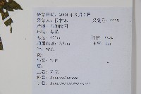 刺莧藏品圖，第2張
