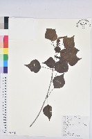 烏臼藏品圖，第1張