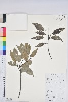 細葉青剛、黑稠、黑櫟、小葉青剛藏品圖，第1張