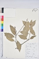 子彈石櫟藏品圖，第1張