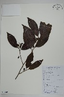 冬青藏品圖，第1張