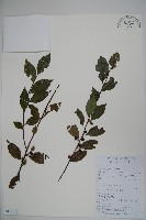 茶果冬青藏品圖，第1張