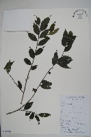 密毛假黃楊藏品圖，第1張