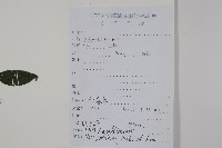 密毛假黃楊藏品圖，第2張