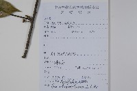 厚葉冬青藏品圖，第2張