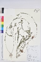 蜜柑草藏品圖，第1張