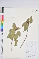 登錄號:S117927藏品圖，第1張