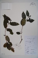 匍匐忍冬藏品圖，第1張